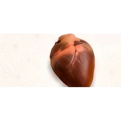 Heart
