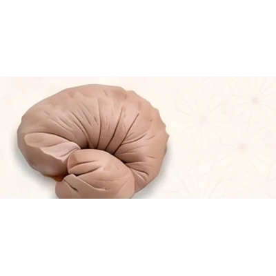 Intestine